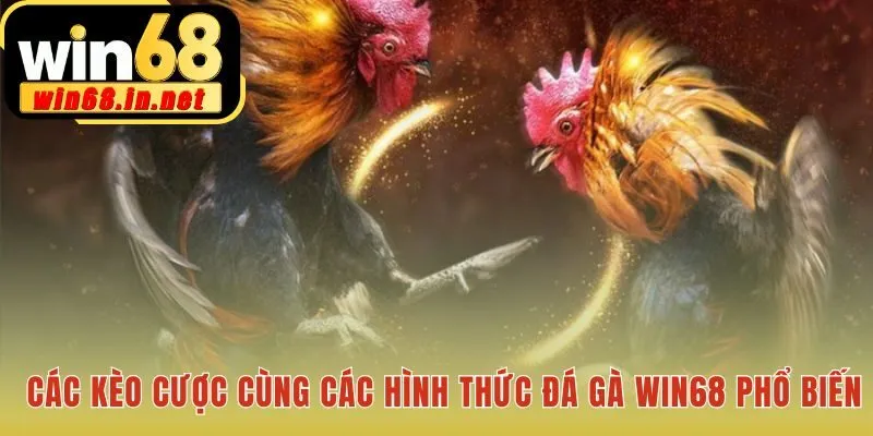 Các kèo cược đá gà Win68 giải thích cửa và hình thức thi đấu