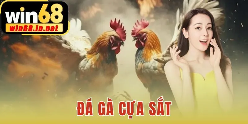 Đá gà cựa sắt