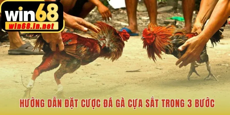 Quy trình đặt cược đá gà cựa sắt nhanh chóng và đơn giản
