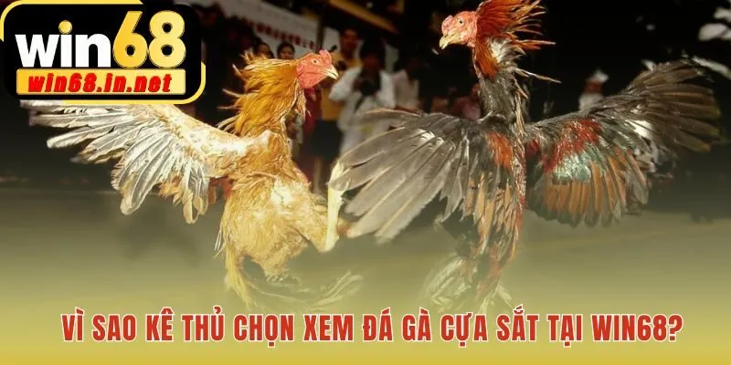 Nền tảng uy tín kết hợp trải nghiệm xem live vượt trội