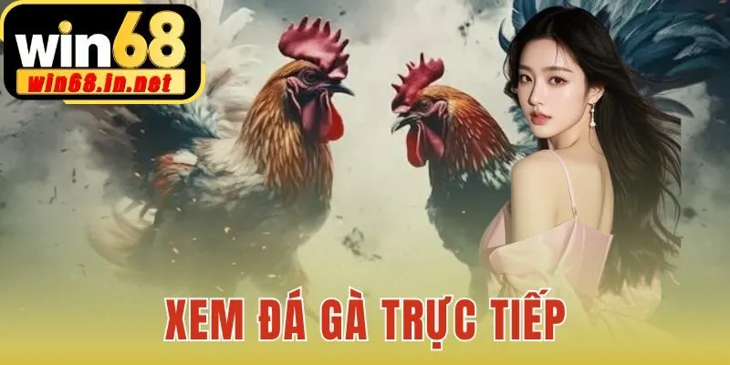 xem đá gà trực tiếp
