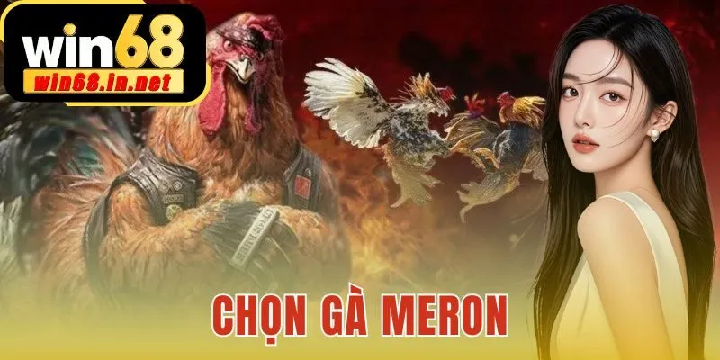 Chọn Gà Meron