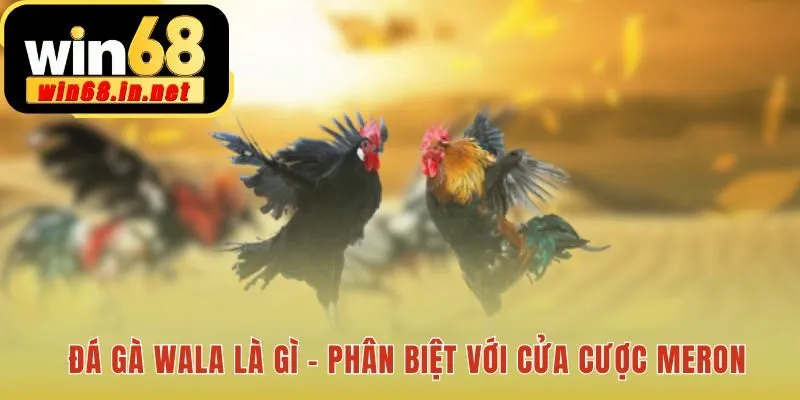 Cửa cược Đá Gà Wala khác biệt với cửa Meron kèo trên