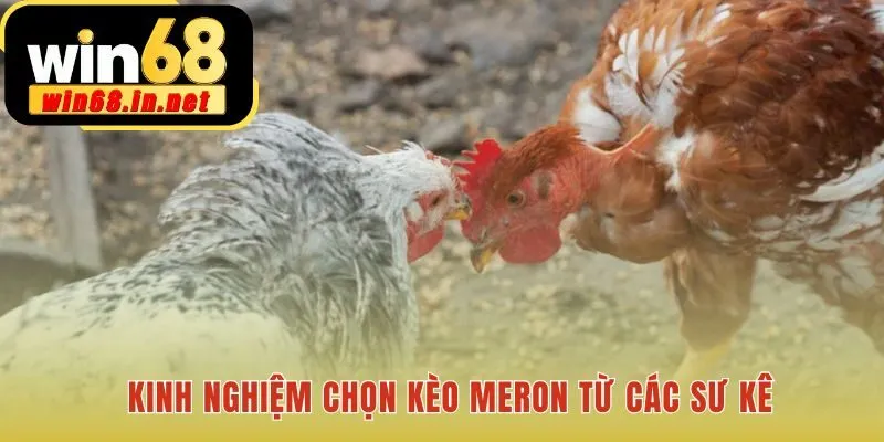 Chọn Gà Meron ứng dụng kinh nghiệm đọc kèo từ chuyên gia