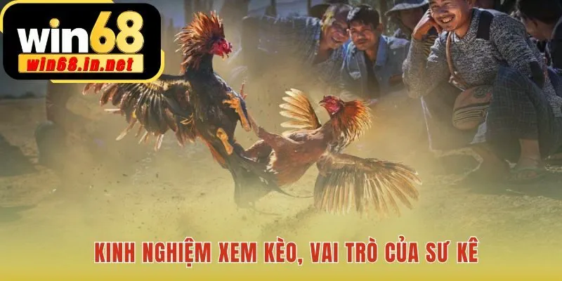 Xem kèo Đá Gà Cựa Dao đánh giá vai trò sư kê và thành tích