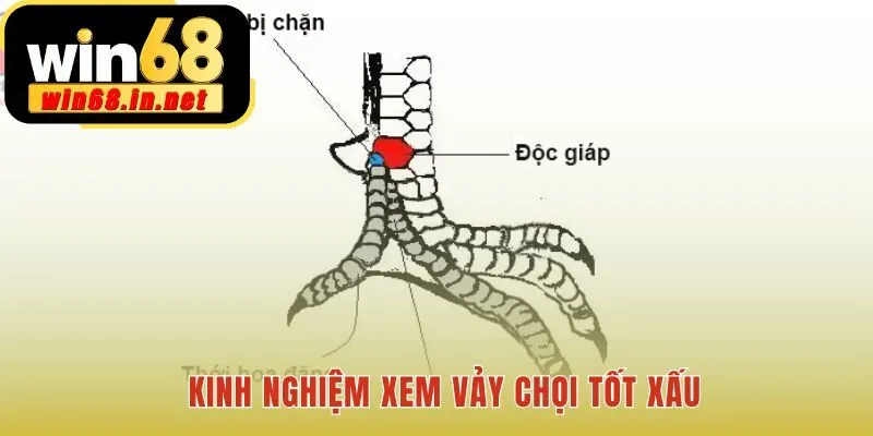 Phân Tích Form Gà soi vảy quý để nhận diện thần kê linh kê