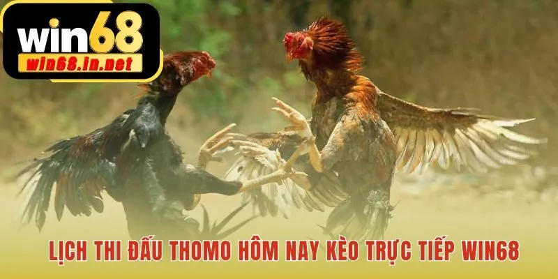 Lịch thi đấu Thomo tổng hợp các cuộc tranh tài kịch tính nhất