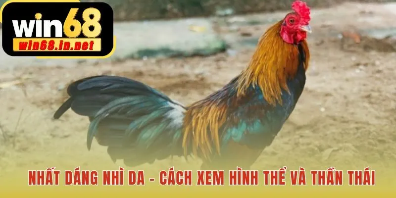 Phân Tích Form Gà bắt đầu từ vóc dáng và khí chất tổng quan