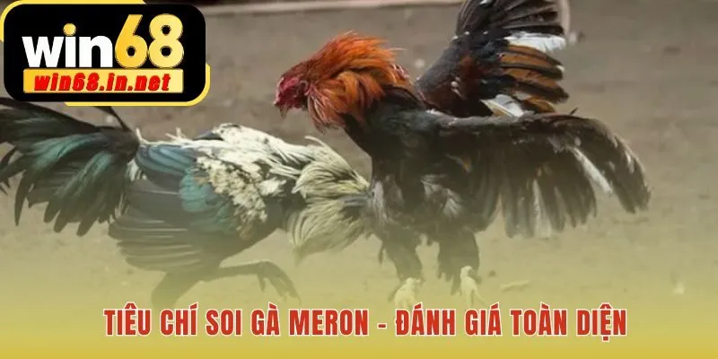 Chọn Gà Meron yêu cầu một đánh giá toàn diện đa yếu tố