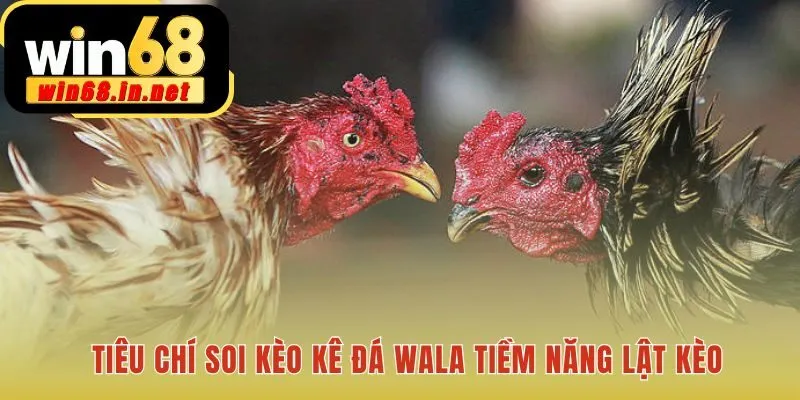 Soi kèo Đá Gà Wala dựa trên kỹ năng quan sát phân tích